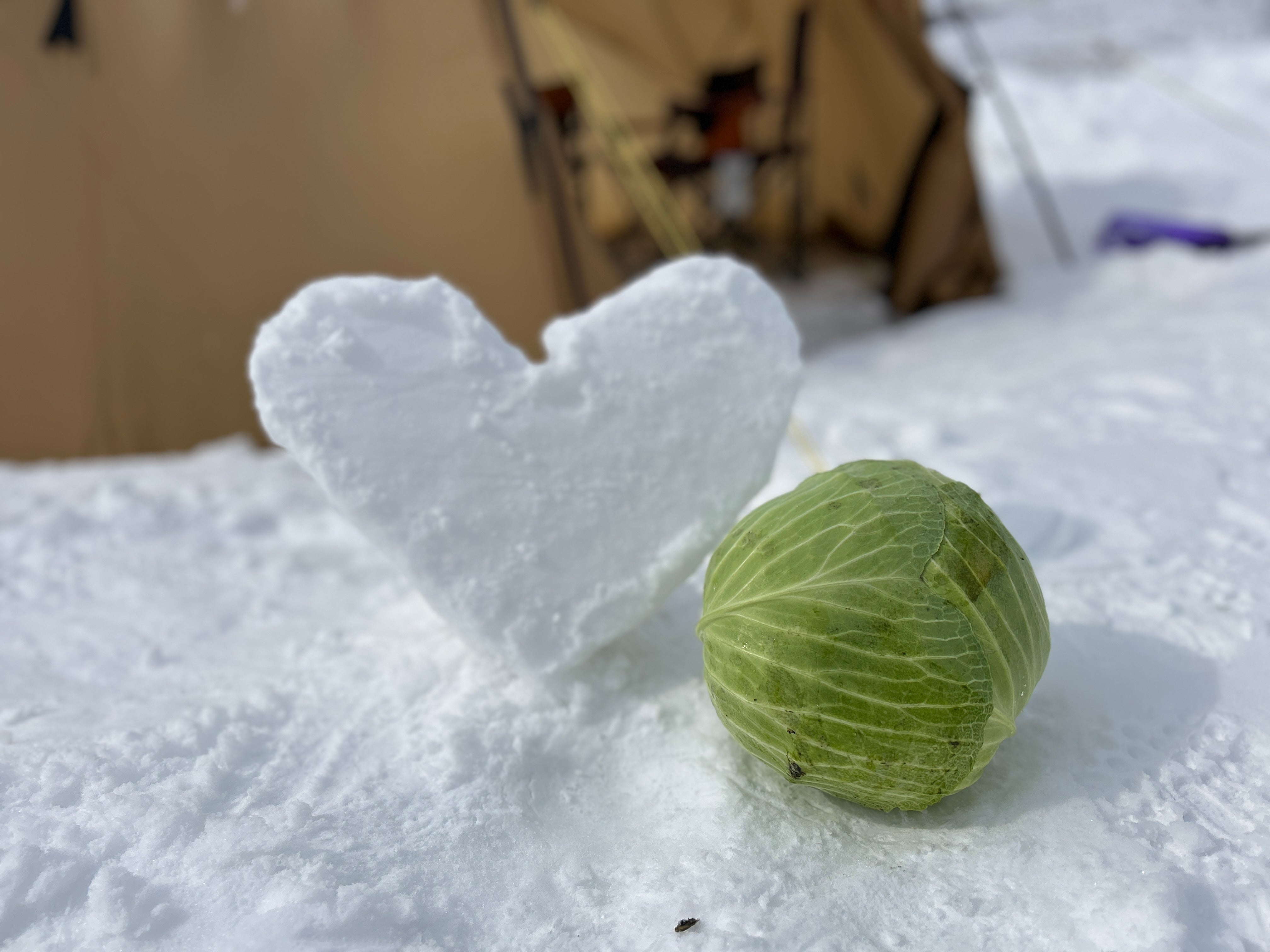 北海道｜富良野冬季限定雪下越冬高麗菜收穫體驗
