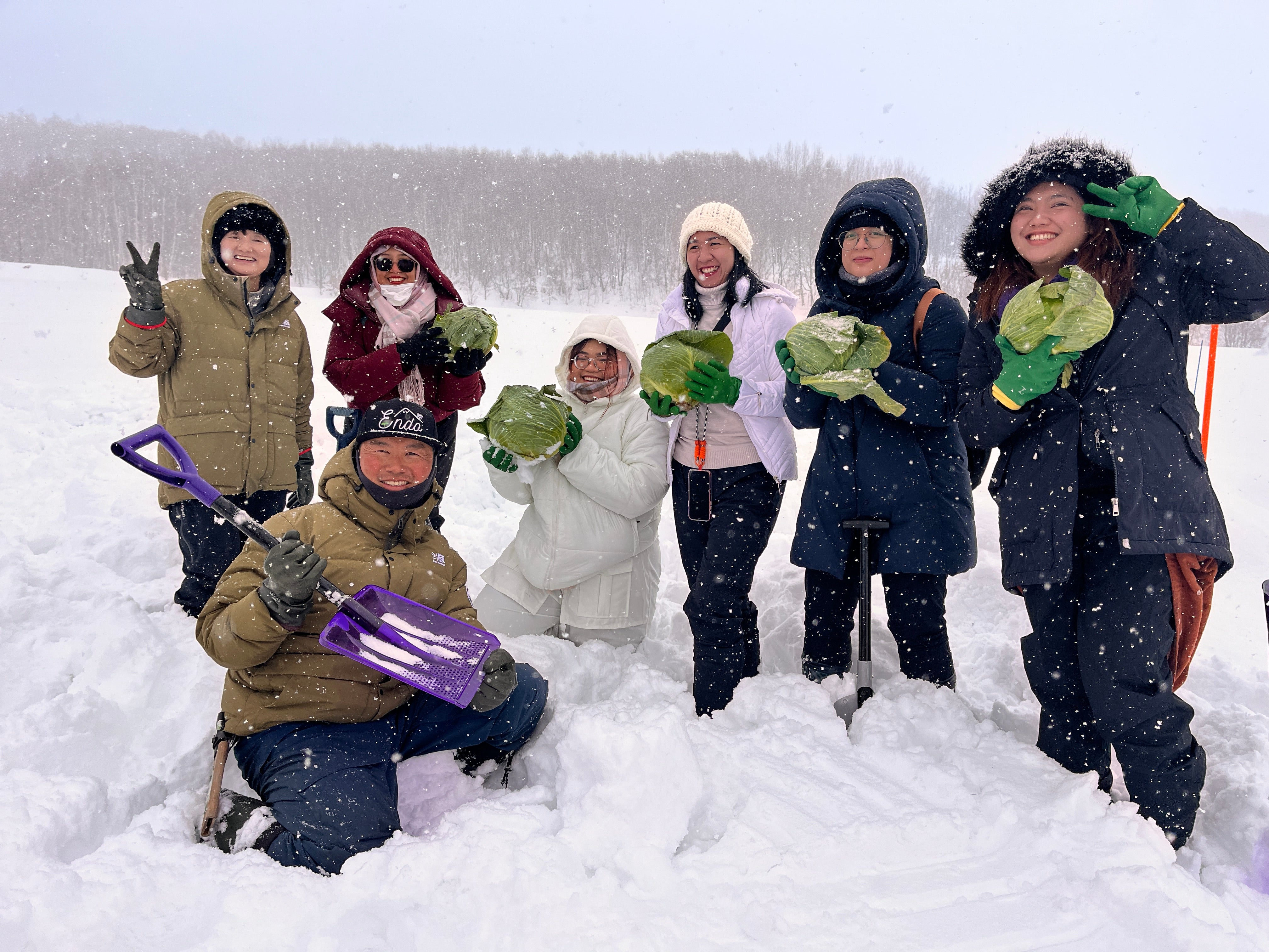 北海道｜富良野冬季限定雪下越冬高麗菜收穫體驗
