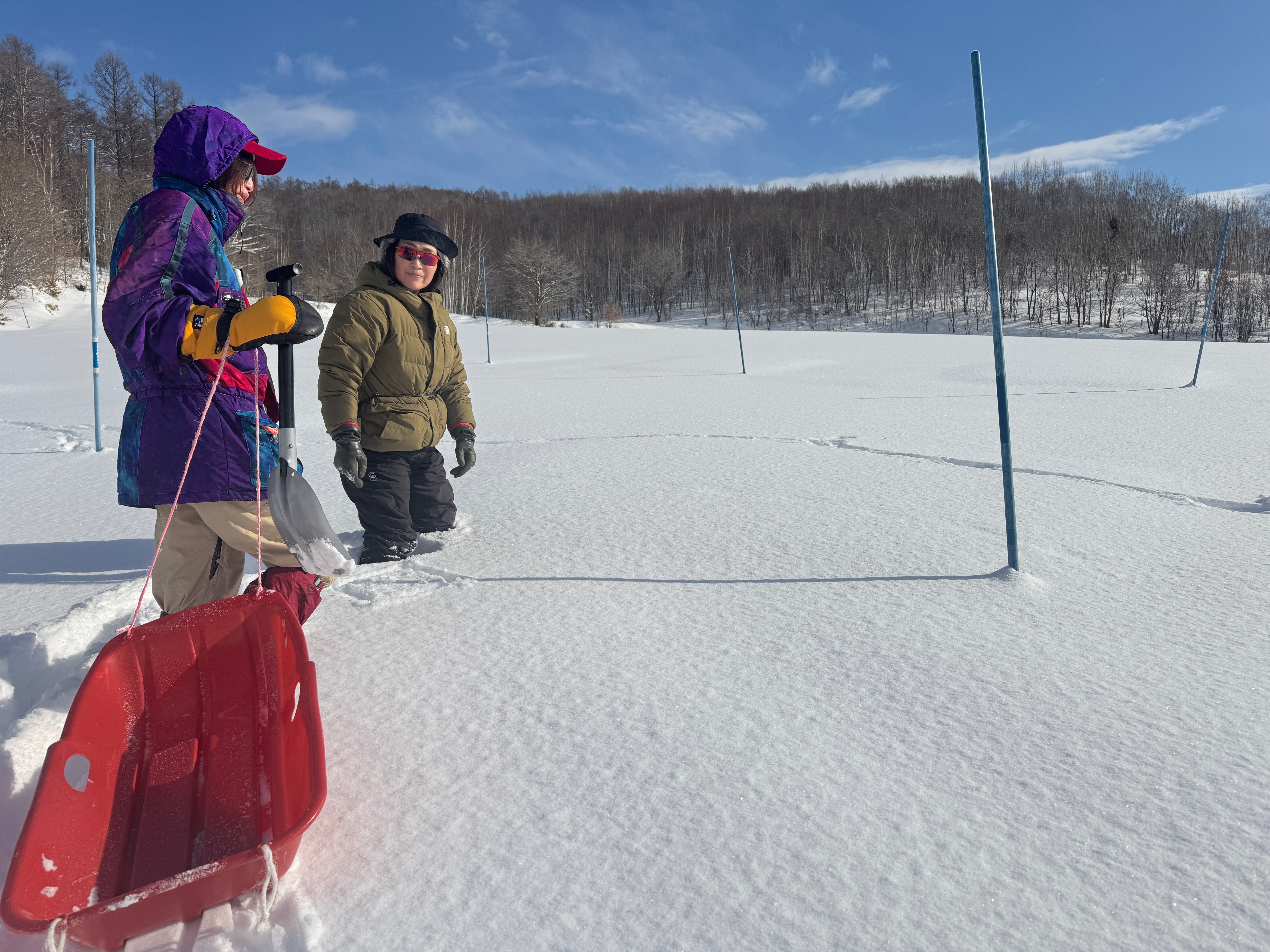 北海道｜富良野冬季限定雪下越冬高麗菜收穫體驗