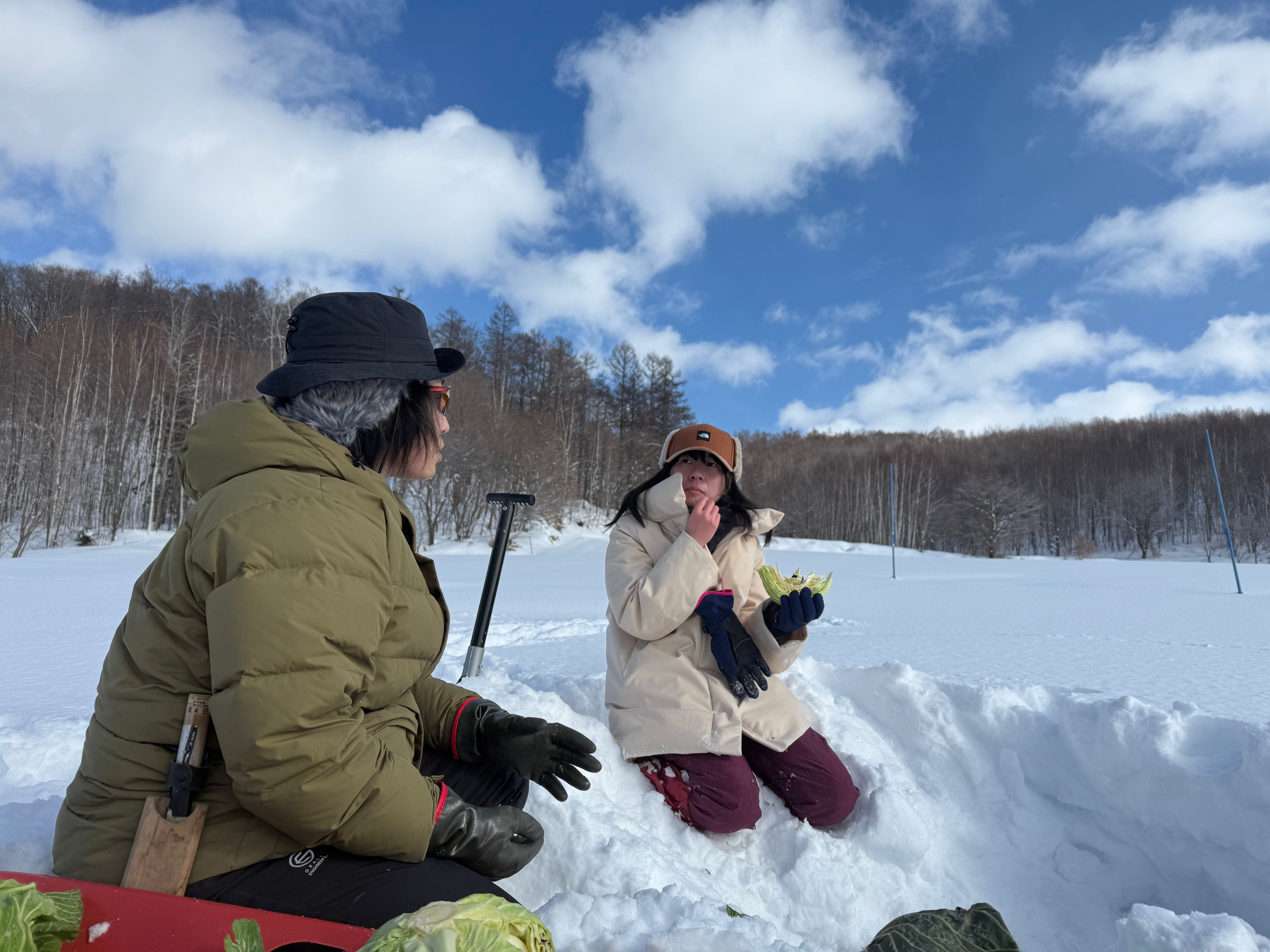 北海道｜富良野冬季限定雪下越冬高麗菜收穫體驗
