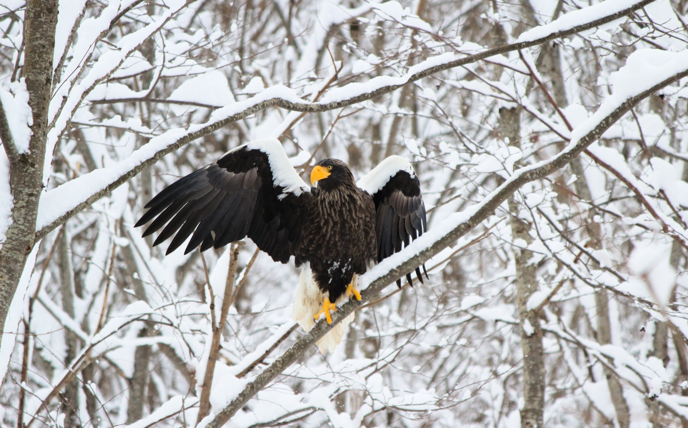 網走｜冬季一日自然體驗｜流冰＋冰瀑雪鞋＋猛禽觀察＋網走湖公魚釣＆現炸天婦羅