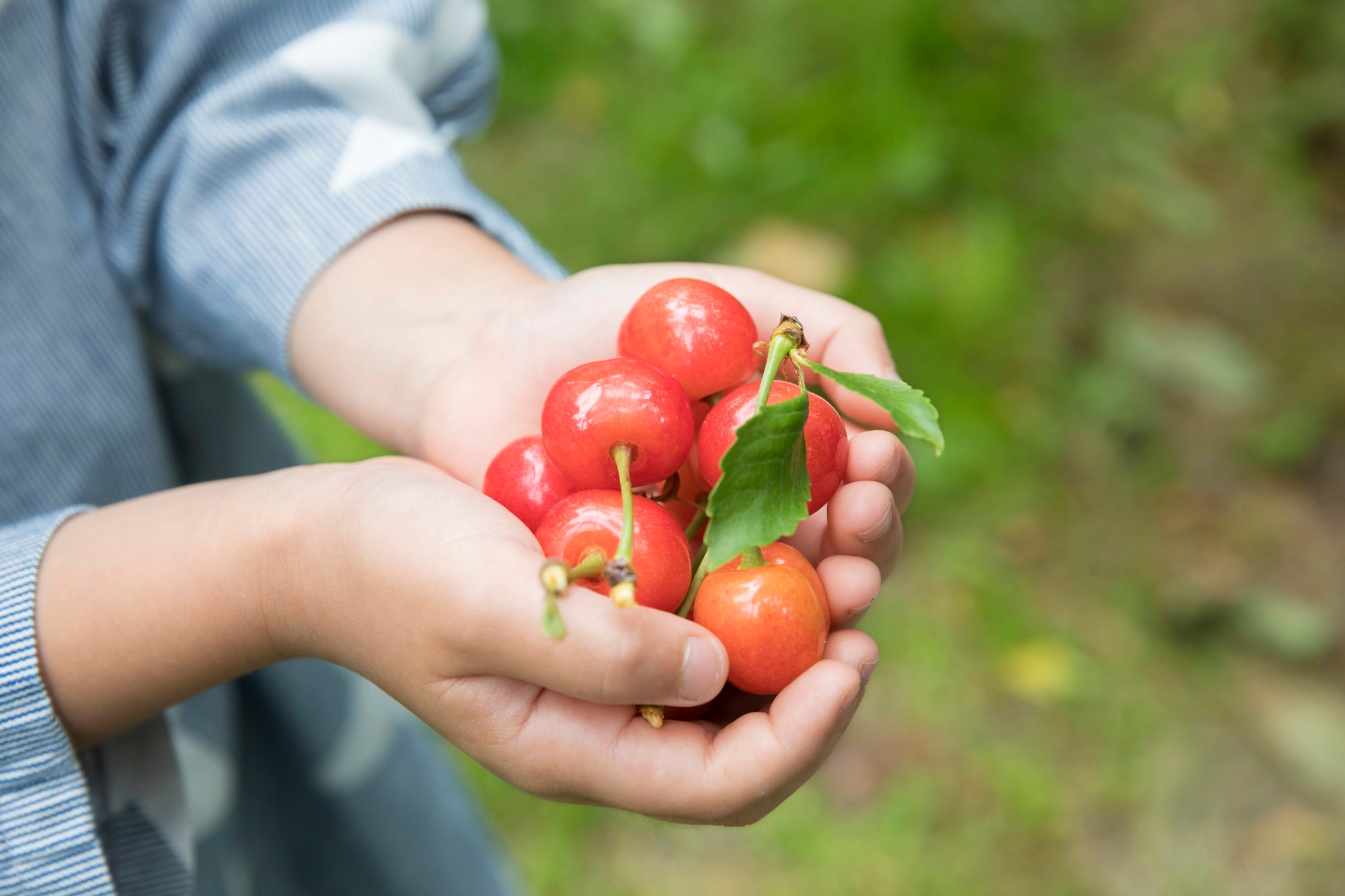 東京出發｜玉原薰衣草公園 × 迦葉山龍華院彌勒寺 × 原田農園水果採摘