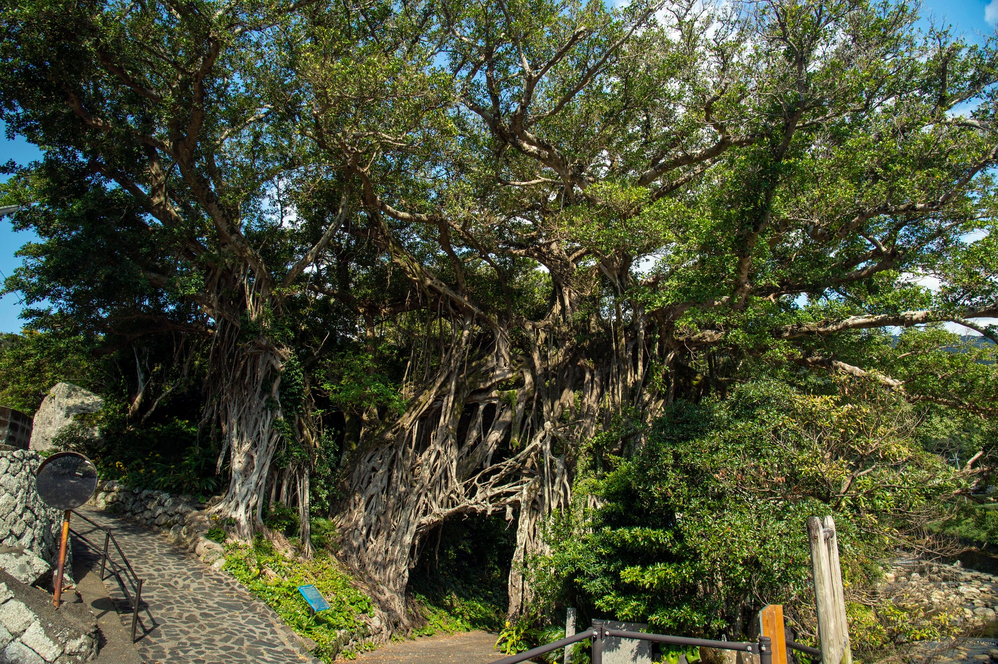 2天1夜探險行程 ｜屋久島自行車騎行｜含一晚住宿｜含簡單英文嚮導