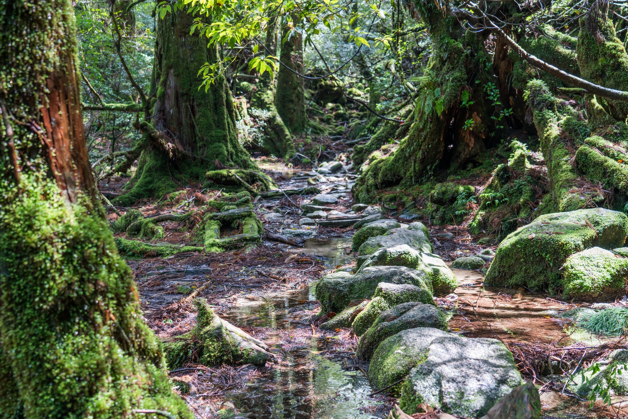 【鹿兒島微醺】苔原林地與遠方的潮聲：橫越山海的靈魂秘境 ｜三天兩夜山海之旅｜鹿兒島縣屋久島｜島嶼的小酌時光