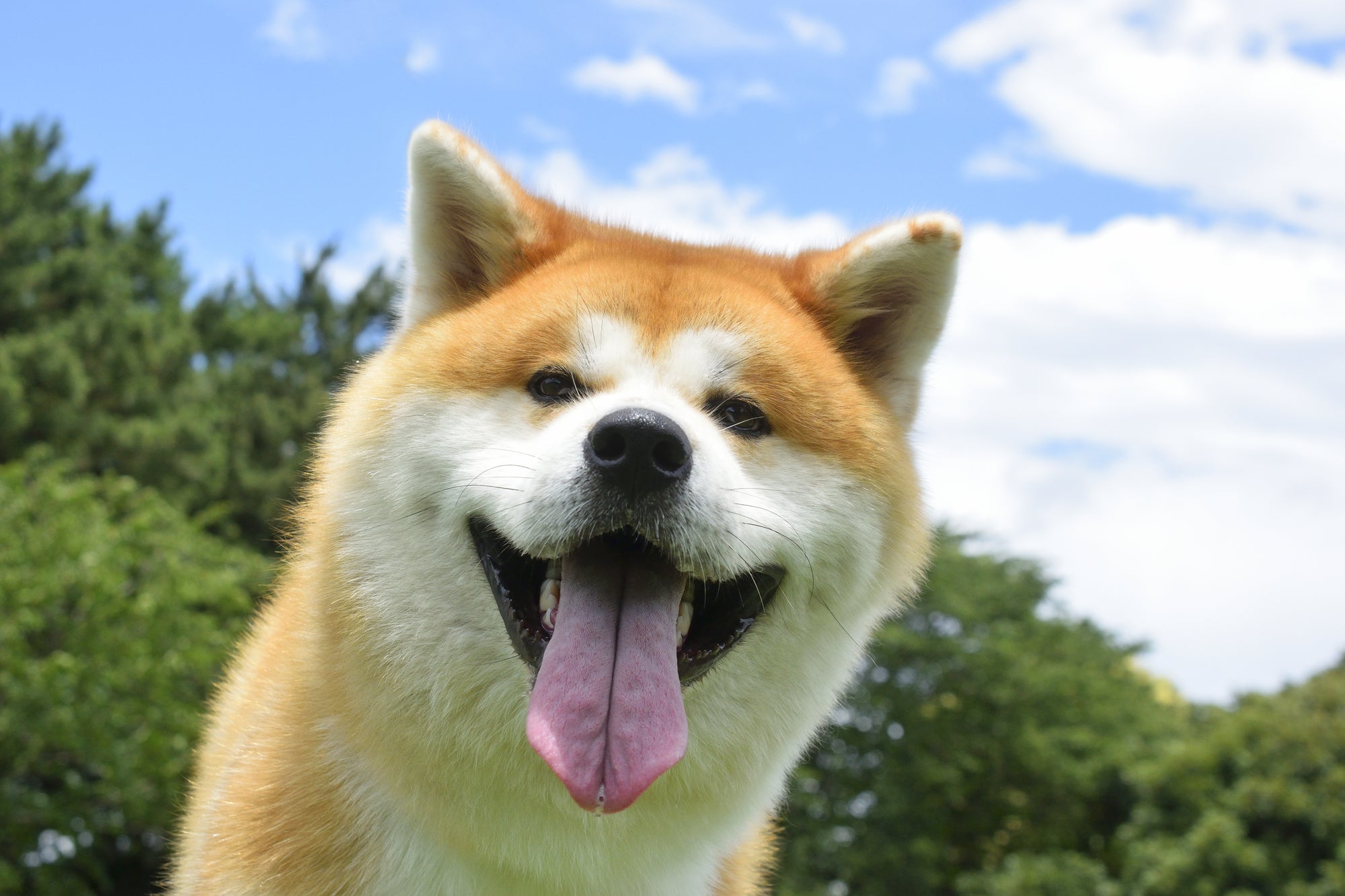 ＜秋田2泊3日＞新幹線之旅！與秋田犬親密接觸，在鄉間悠閒地享受大自然。