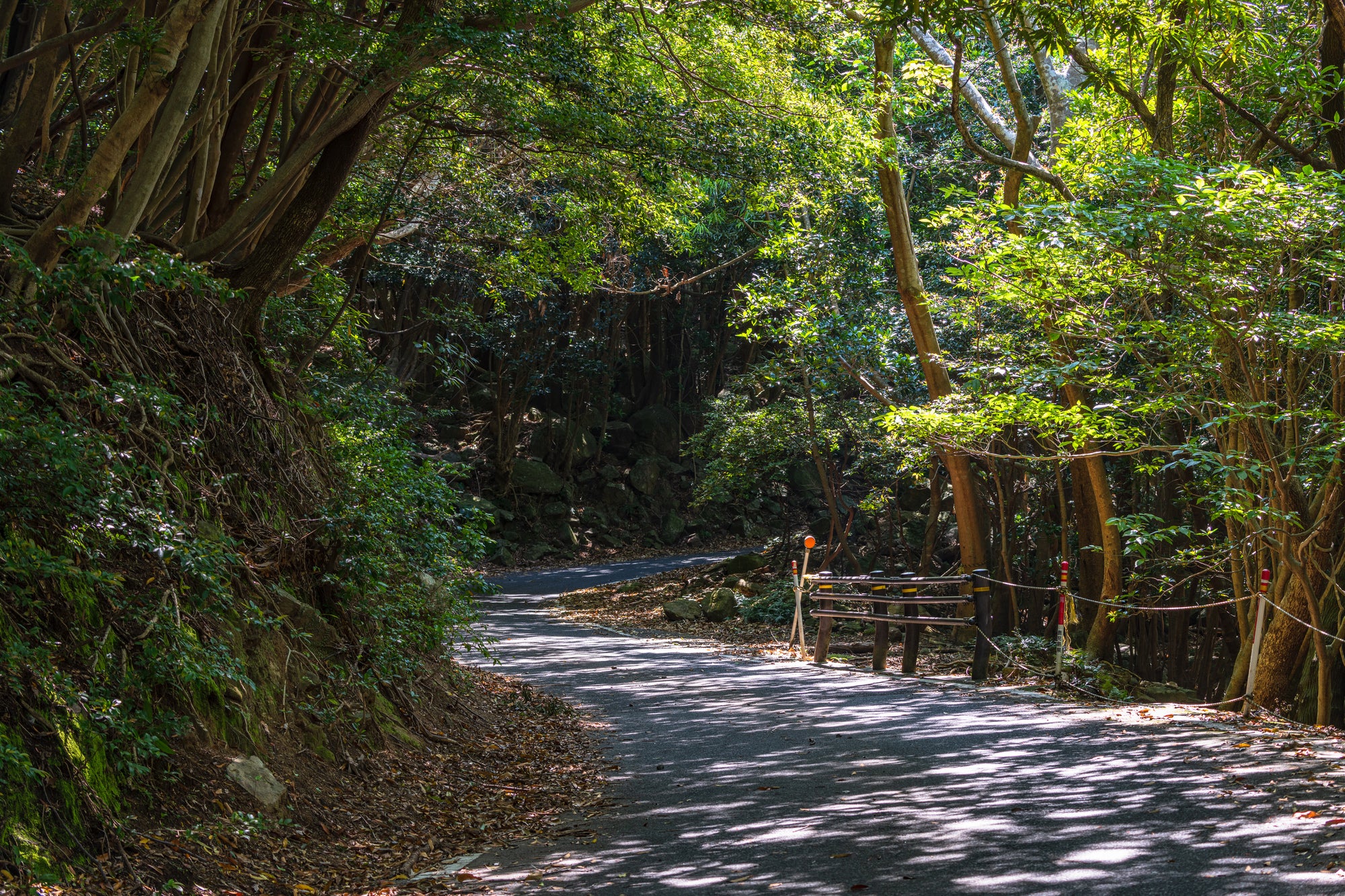 2天1夜探險行程 ｜屋久島自行車騎行｜含一晚住宿｜含簡單英文嚮導